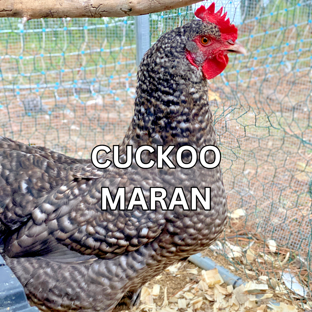 10 Custom Select Chicken Hatching Eggs - You Choose - See Description for Breeds