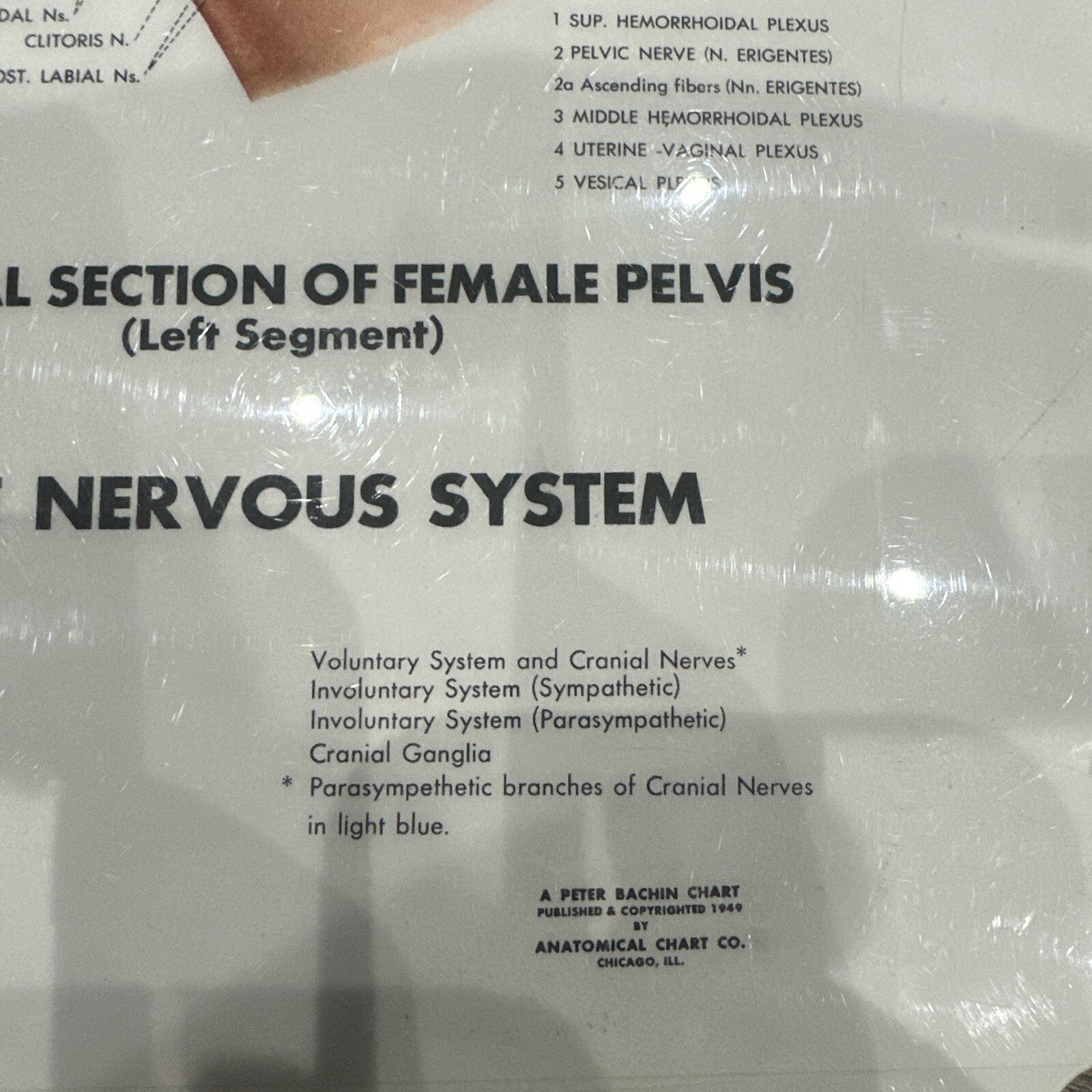 The Nervous System Peter Bachin 1949 Original Vintage