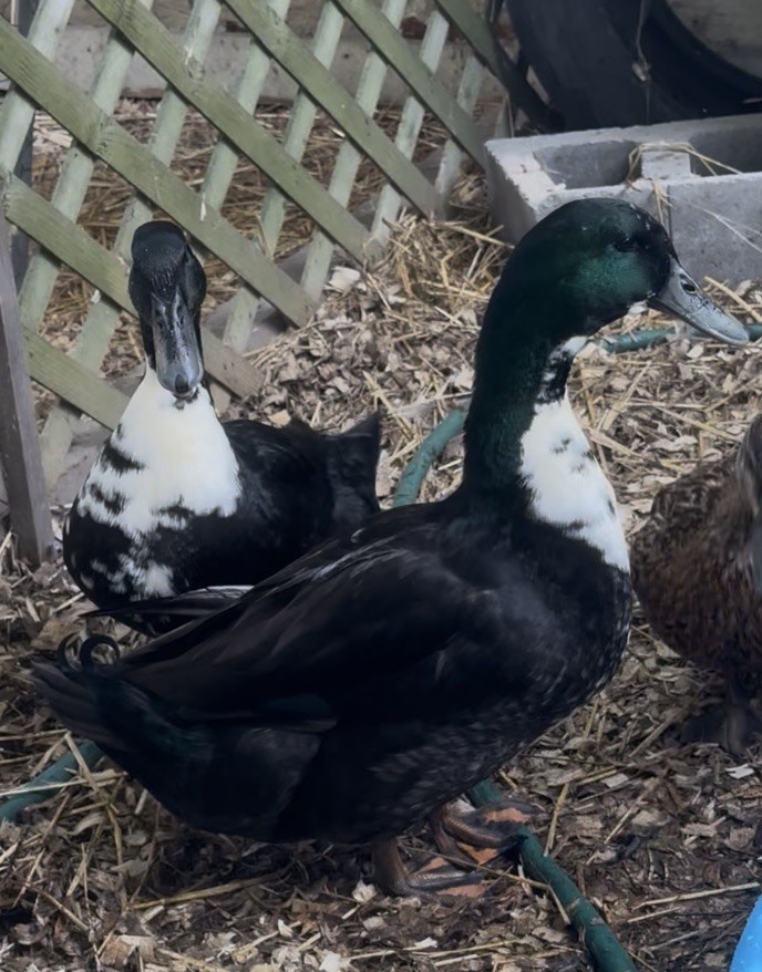 4 BLACK SWEDISH DUCK EGGS- WILL SHIP SAME DAY LAID