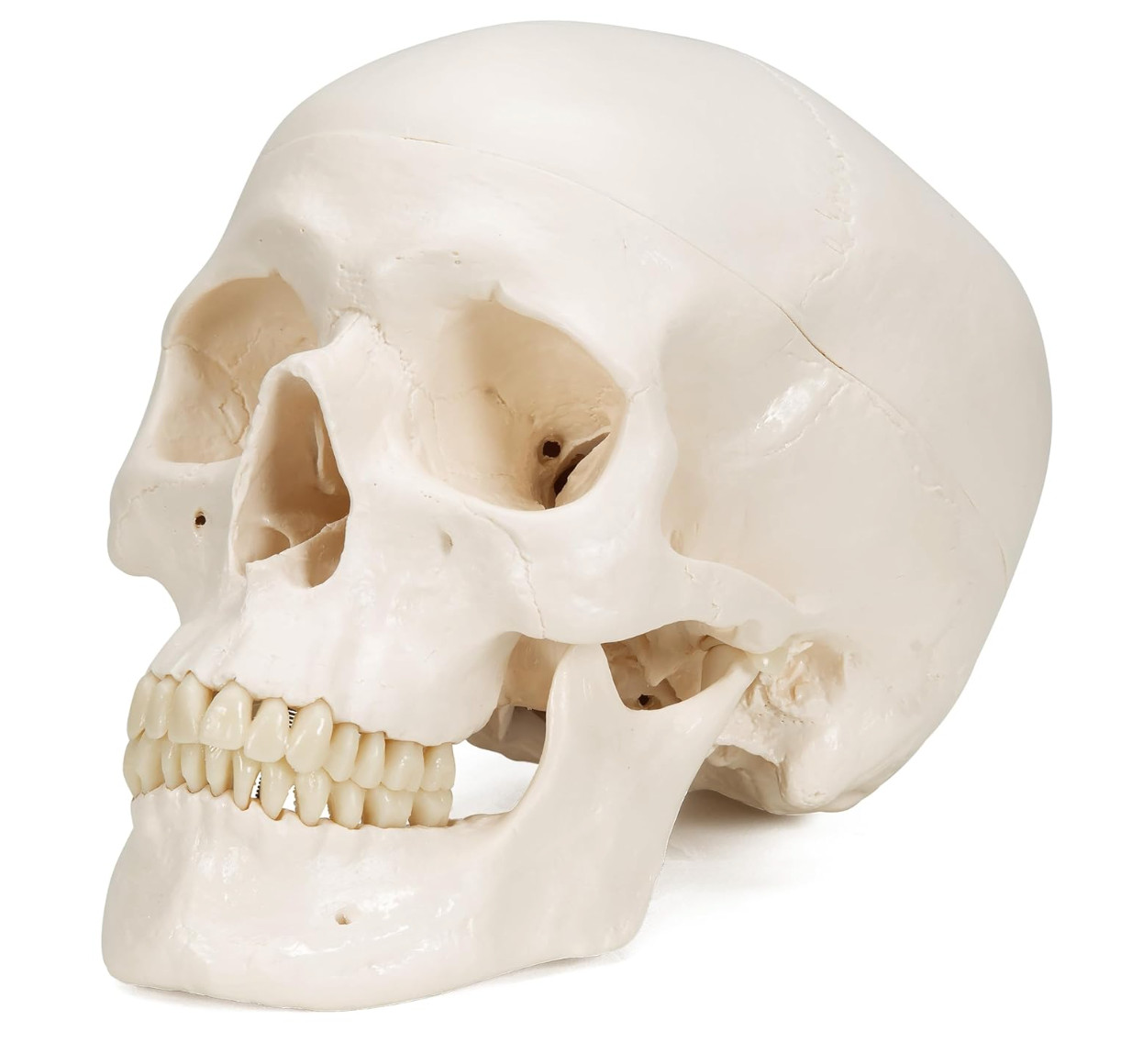 3B Scientific A20 Human Anatomy - Classic Human Skull Model with Free Software