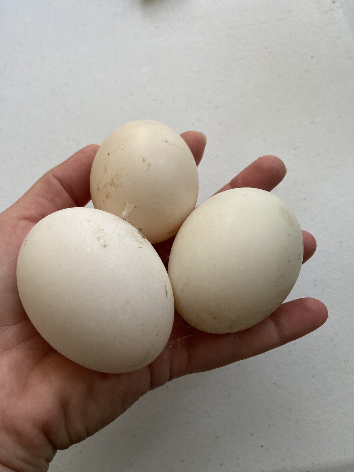 3 Fertile Duck Hatching Eggs Barnyard Mix