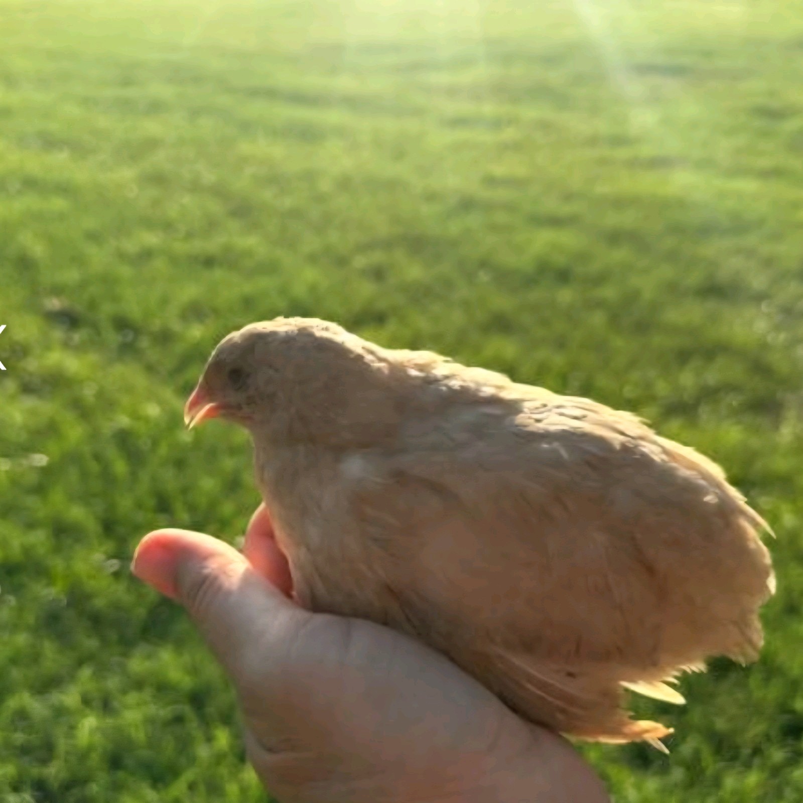 18+ Assorted Rare/Celadon Blue Mix Coturnix Quail Hatching Eggs