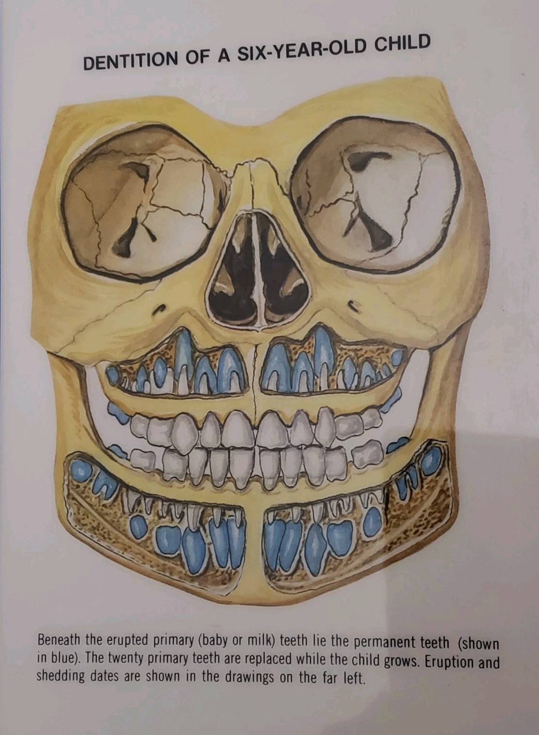 Posters Muscular System, Teeth, Head and Neck. Laminated Anatomical Charts 1981c