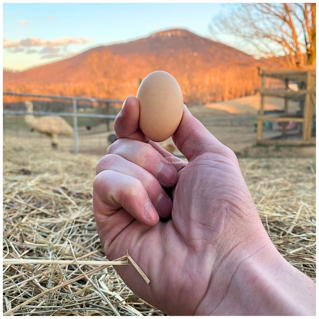 12+ Serama Chicken Hatching Eggs Malaysian & Trad (Micro, A & B, 100% Pure)