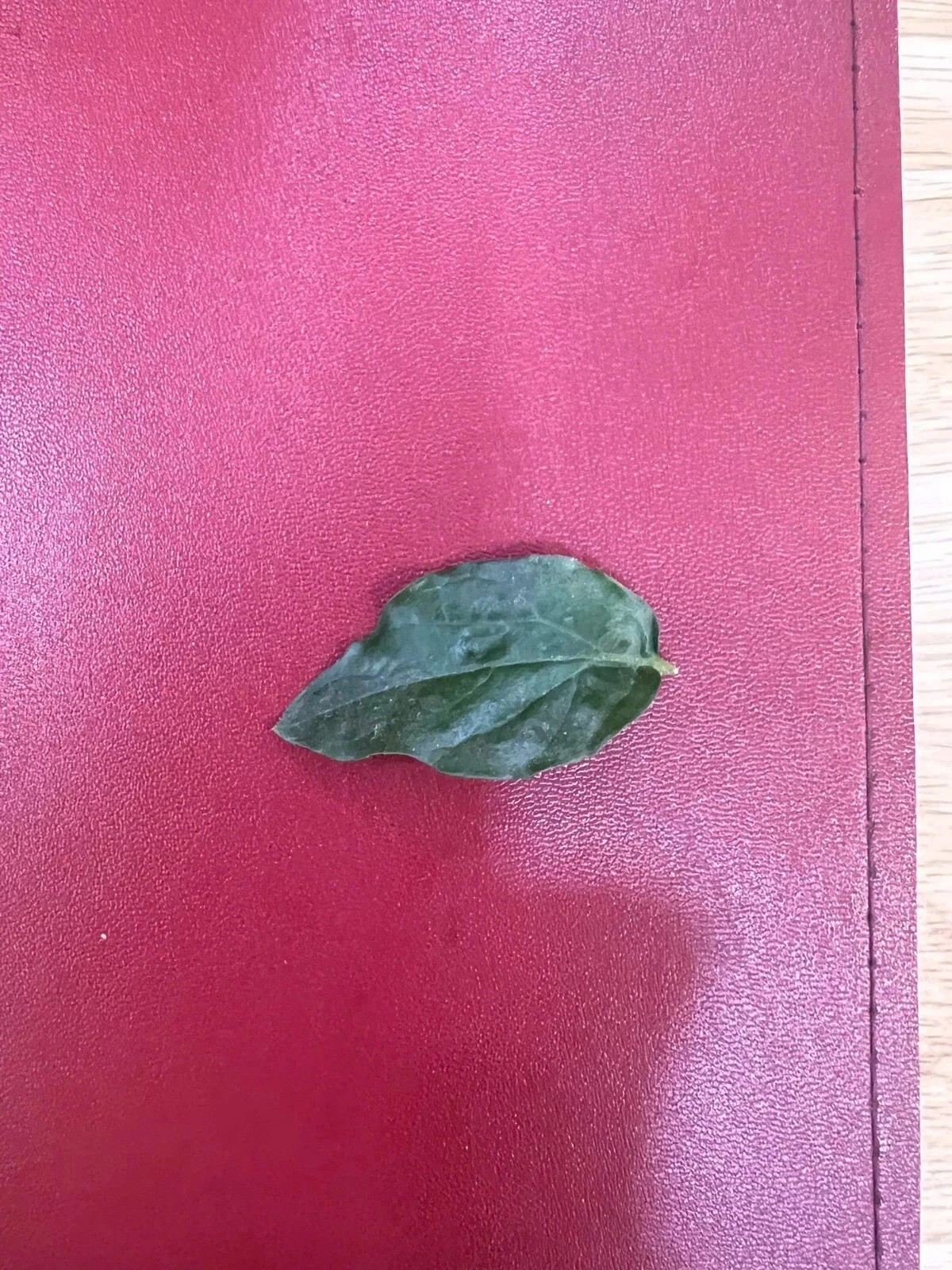1 dried jasmine leaf on red font yellow blue duong dan don new green yellow