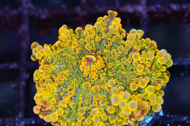 Bounce Yuma Mushroom WYSIWYG - SAQ Coral Farm