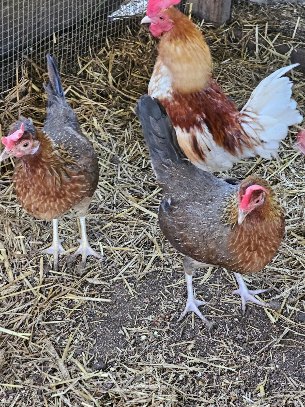 12 Old English Bantams