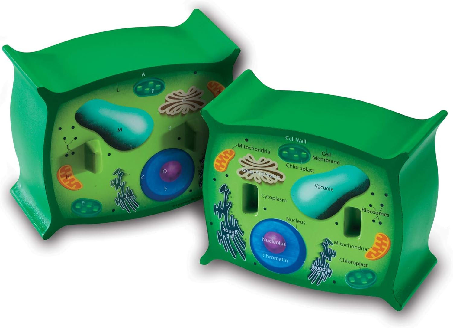 Cross-Section Plant Cell Model, Plant Anatomy, Science Classroom Accessories, 2