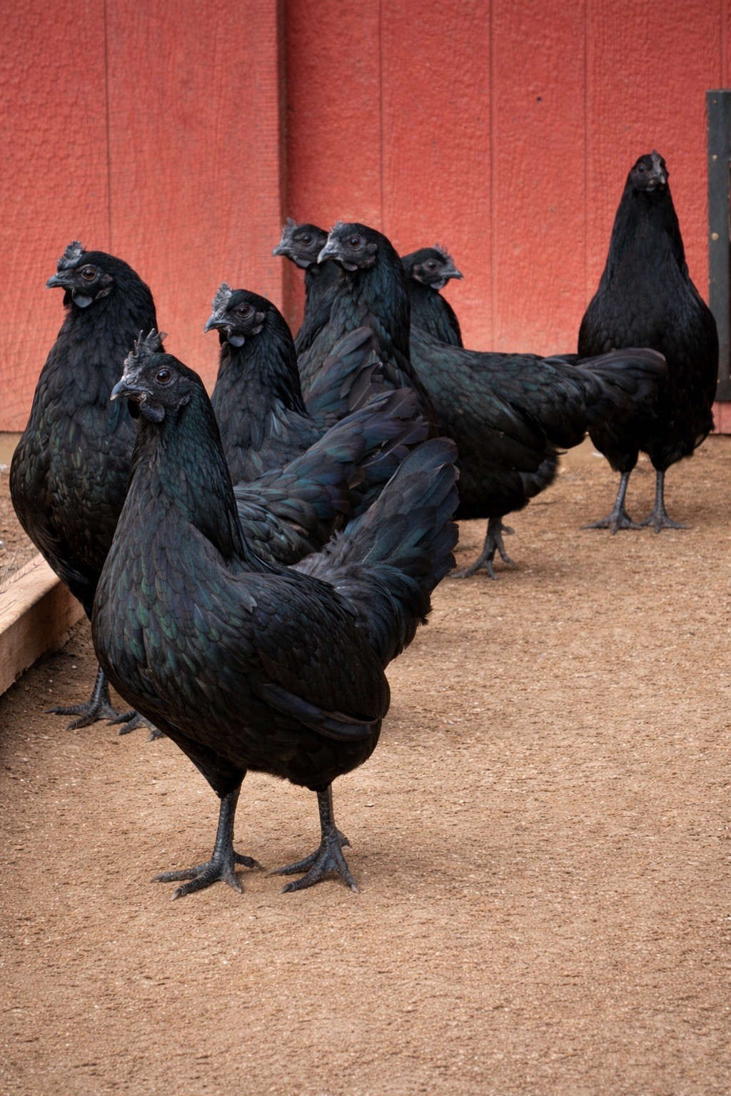 6+ Ayam Cemani Fertile Hatching Eggs – Rare Black Chicken – NPIP Farm