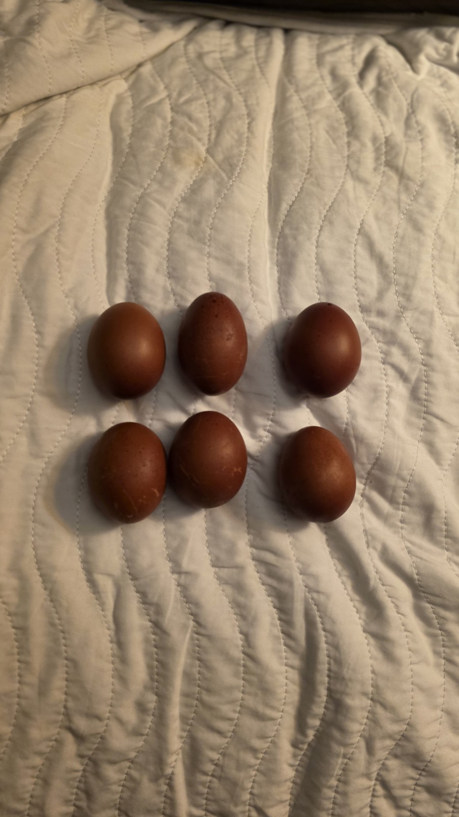 12+ Barnyard Mix Fresh Fertile Hatching Eggs FREE RANGE