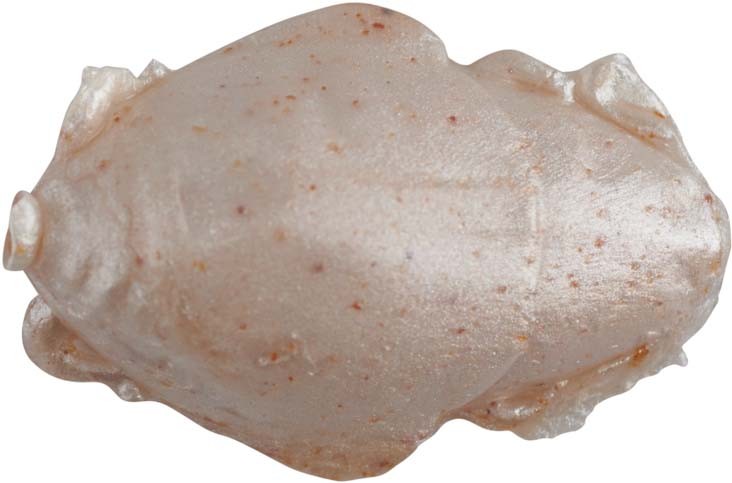 Berkley Gulp! Sand Crab Flea 1 inch 12 pack