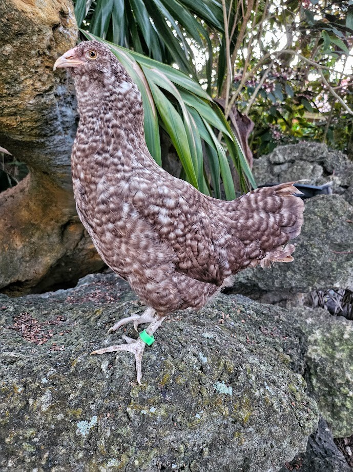 6 Chocolate Cuckoo Ameraucana Hatching Eggs - Half Dozen Shipped in Foam!