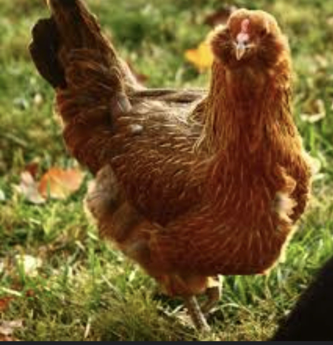 12 Ameraucana Easter Eggers Beautiful Unique Multi Colored Hatching Eggs NPIP