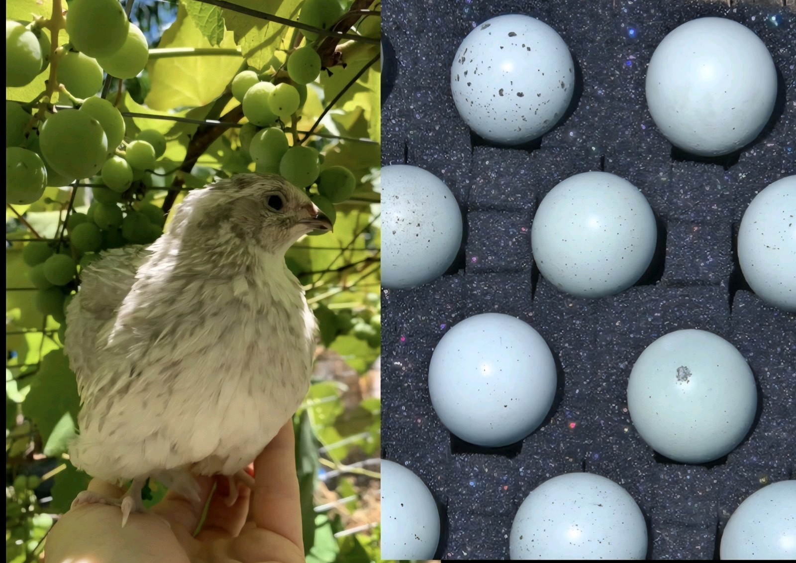 12+ Celadon Blue Coturnix Quail Hatching Eggs