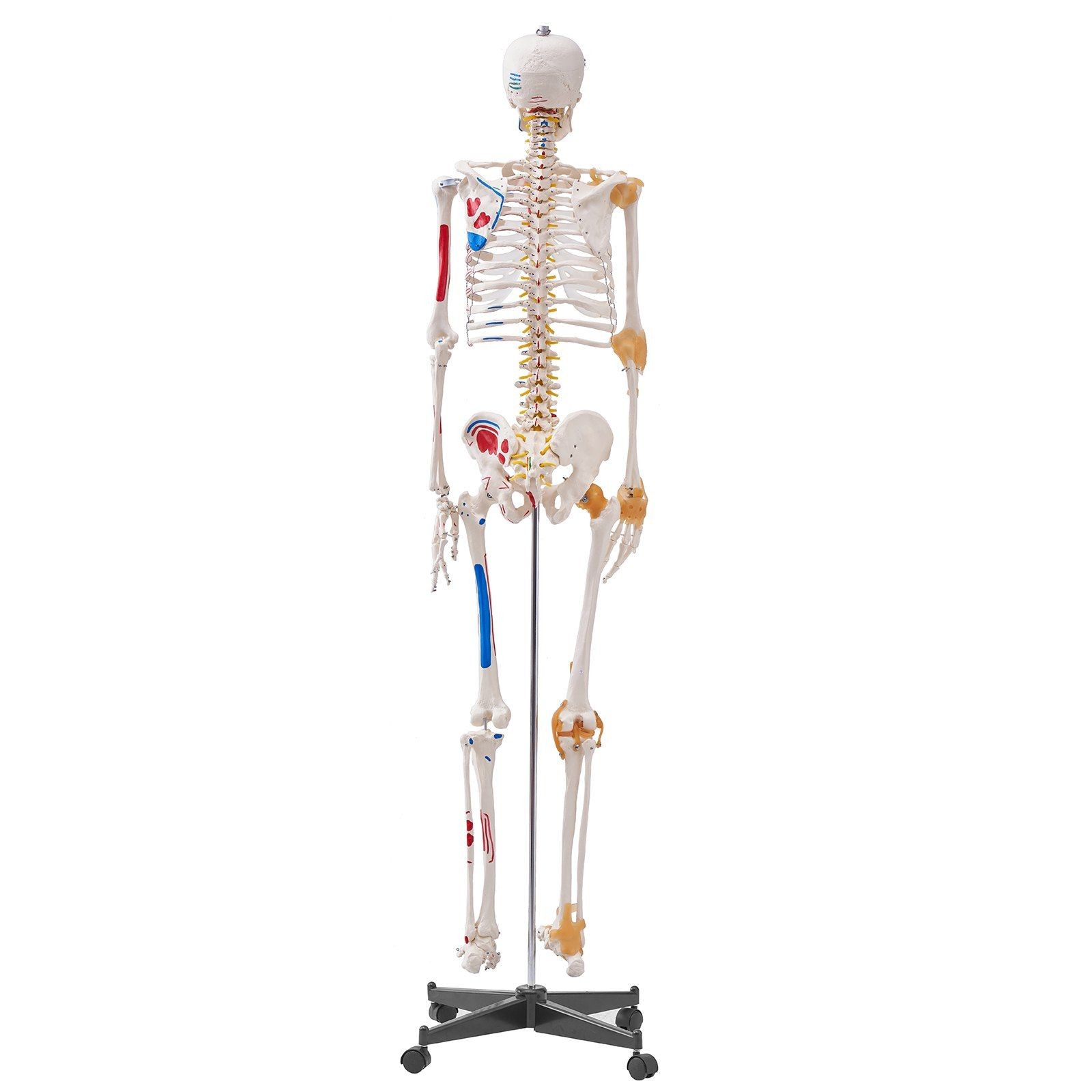 Functional 71.65" Human Skeleton Anatomical Model with Joint Play