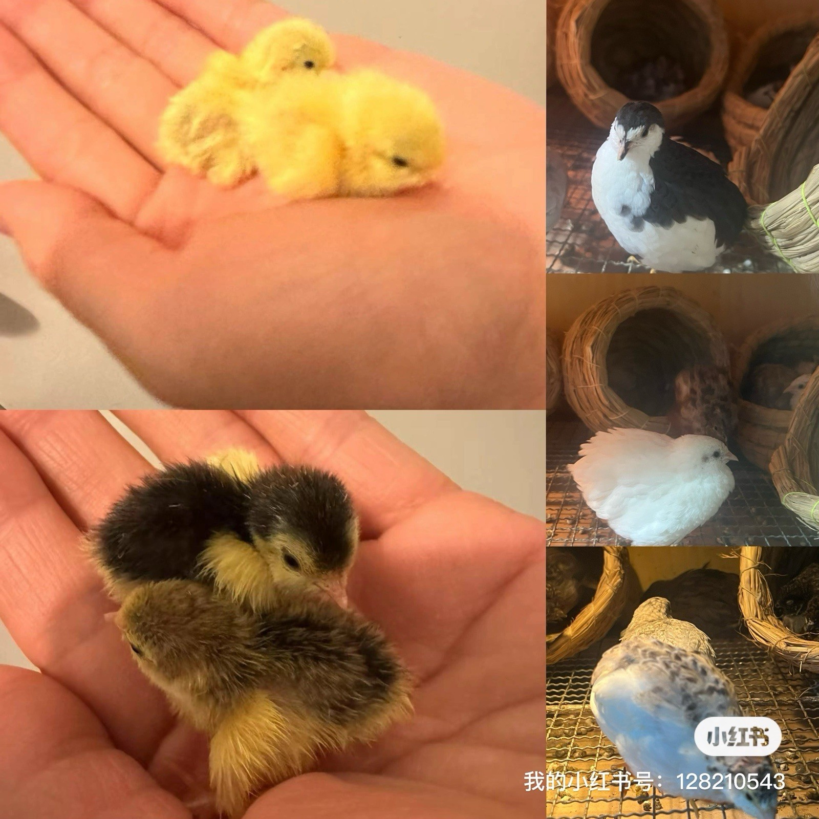 12 Button Quail Hatching Eggs Rare Exotic Colors, Chinese Painted