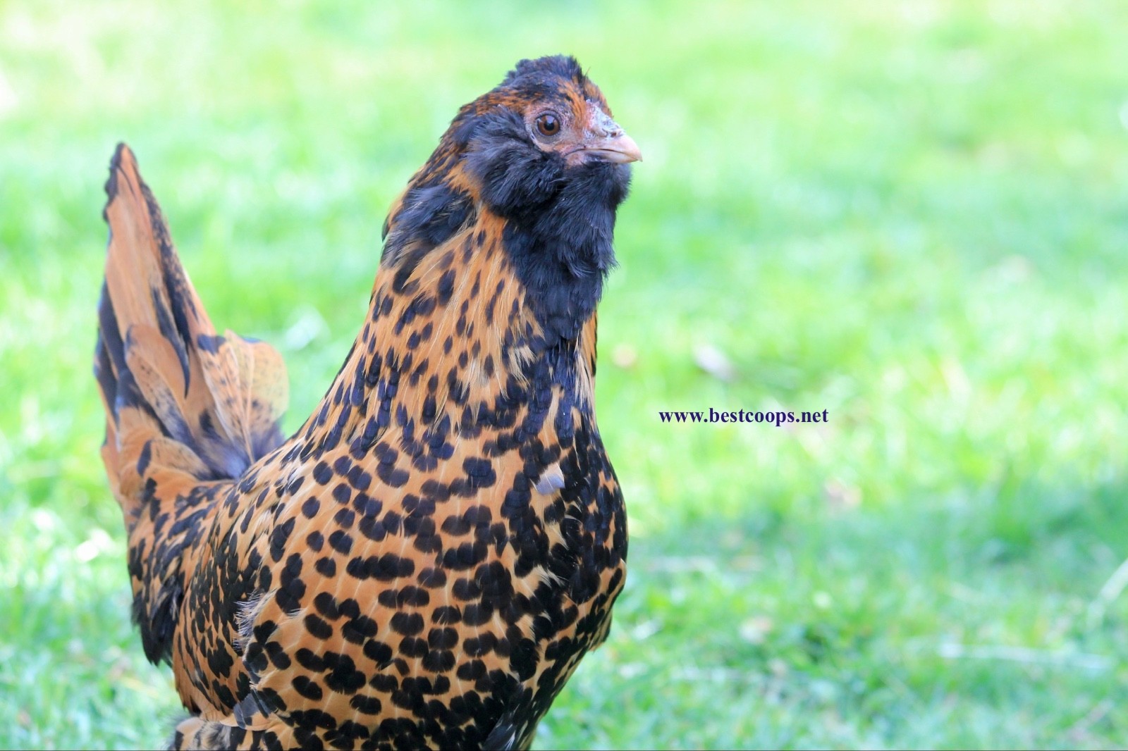 6+ Gold Owlbeard Fertile Chicken Hatching Eggs