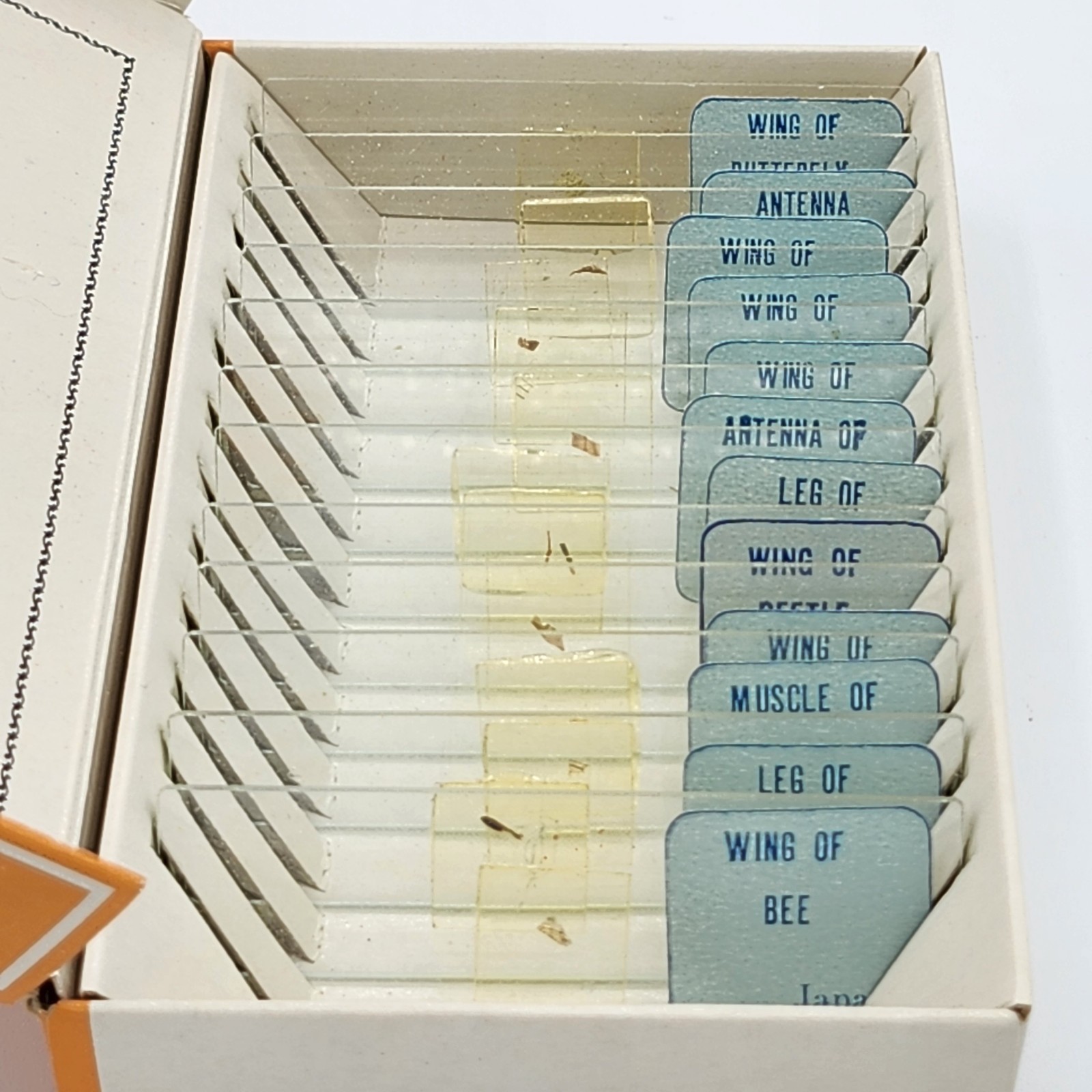 Vintage Sears Prepared Microscope Slides Insects