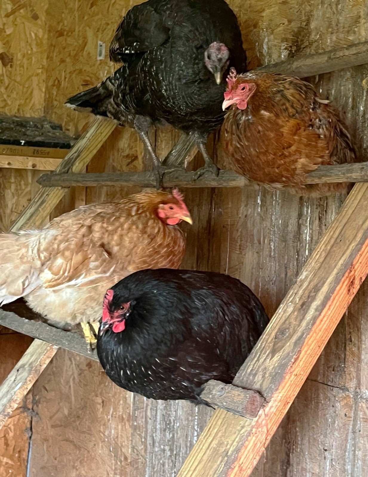 1doz.++ Assorted Species Fertile Hatching Eggs Turkey/chicken/duck