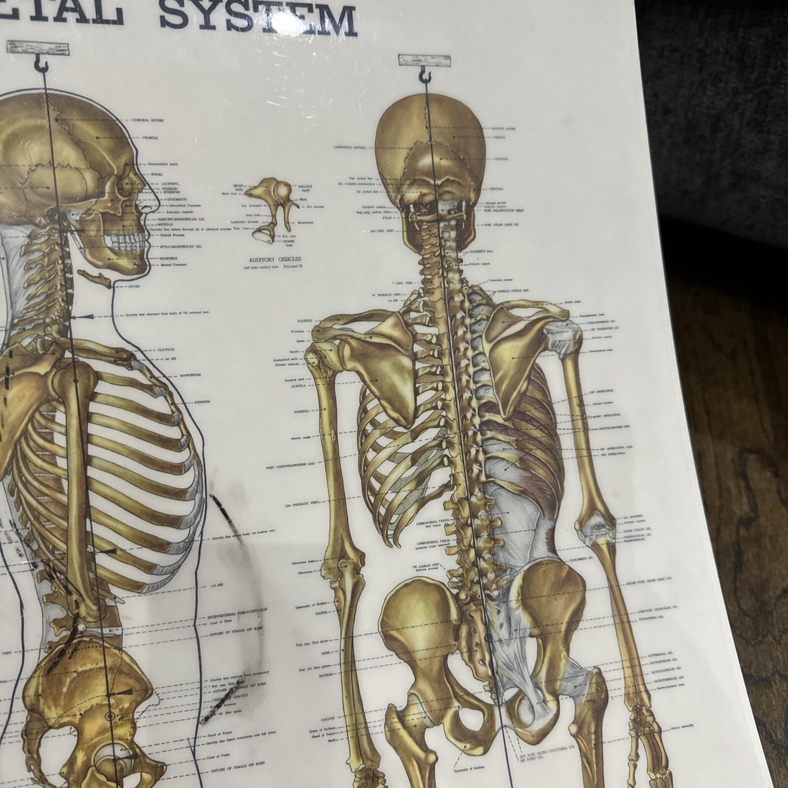 The Skeletal System Peter Bachin 1947 Original Vintage