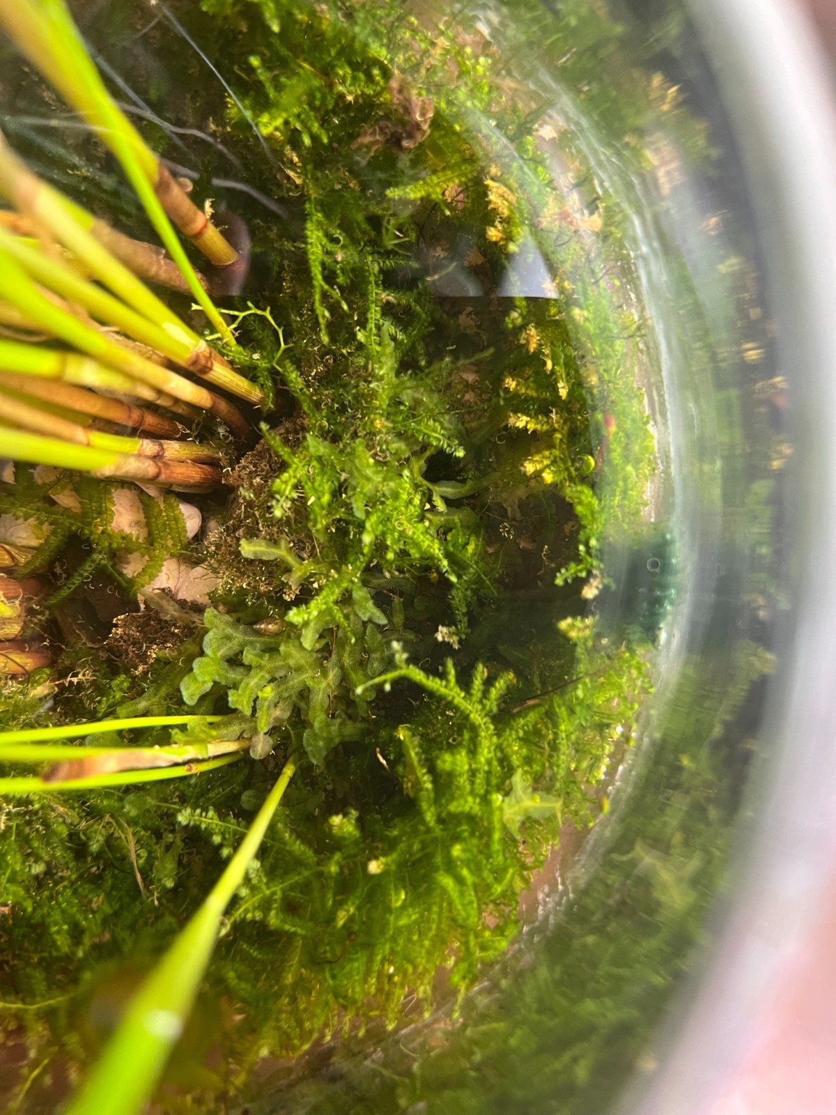 Muschio per acquario Giava + Pellia moss