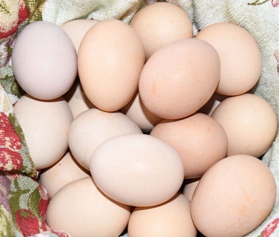 10 Fertile Blue-laced Red Wyandotte eggs