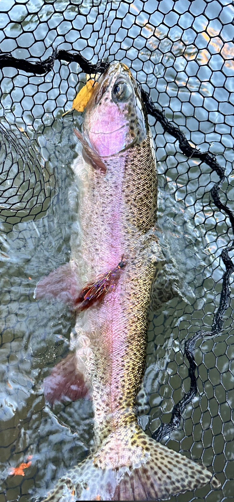 Balanced Crawfish Fly - 5 Pack