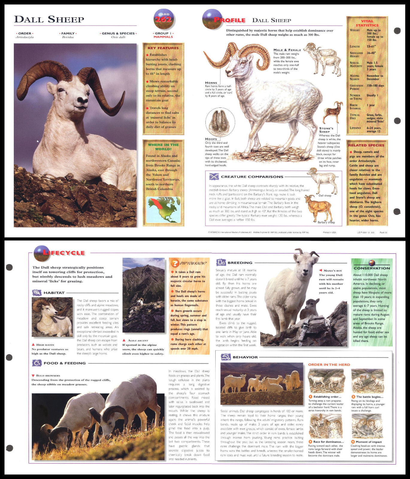 Fold-Out Sheet - Dall Sheep - 262