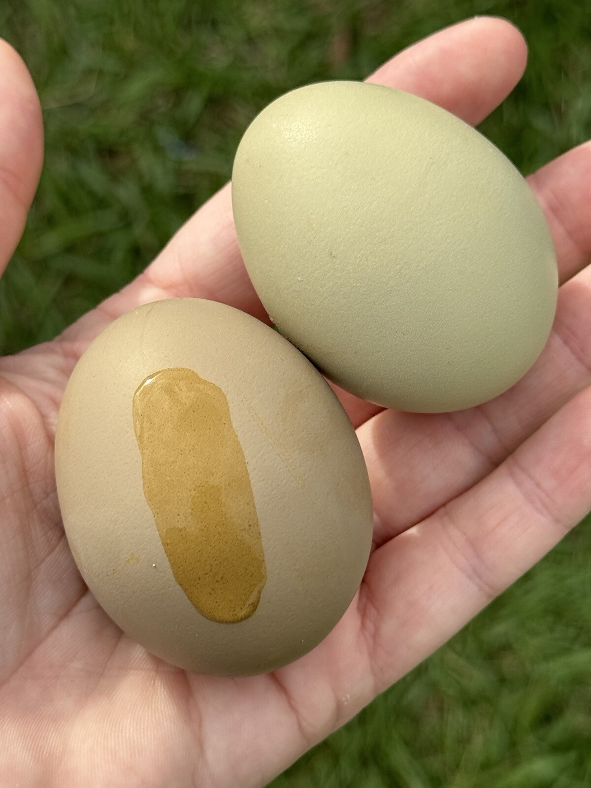 12+ Multigeneration Olive Egger Hatching Eggs Heavy Blooms/Speckles F1, BC1, BC2