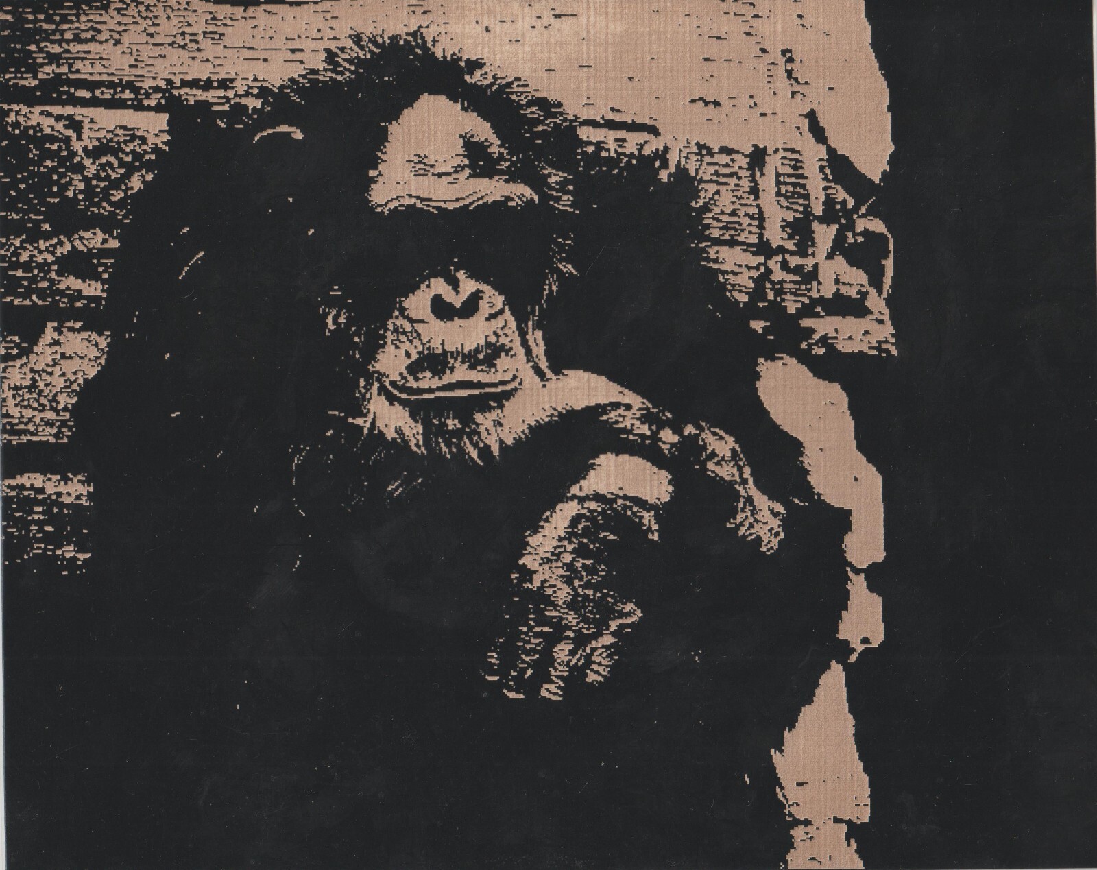 Chimp Scratchboard Art 8 x 10