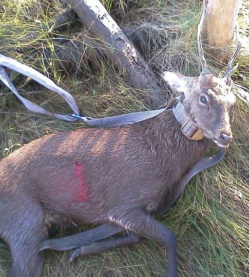 Sika Hunters Super Combo Set (FREE SHIPPING)