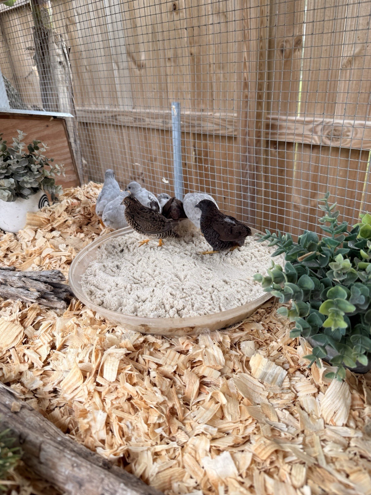 12 King quail and lethal silver hatching eggs