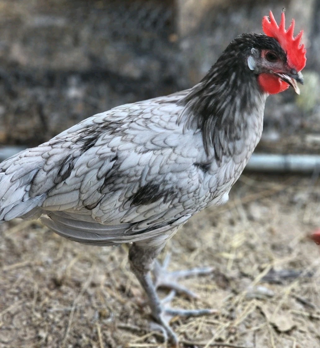 12+ bantam/easter egger cross, possible purebreeds!!