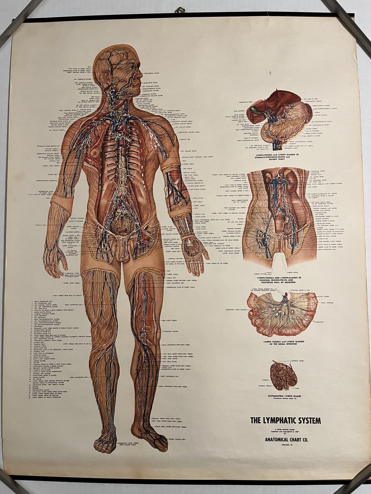 Vintage Anatomical Chart Lymphatic System Illustrated Peter Bachin 1957 Medicine