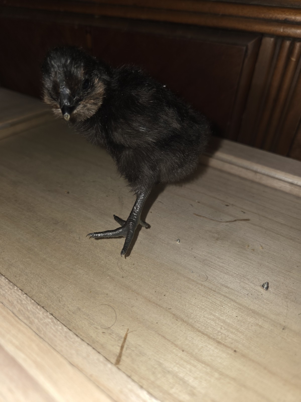 6+ Fertilized Blue & Olive Chicken Eggs