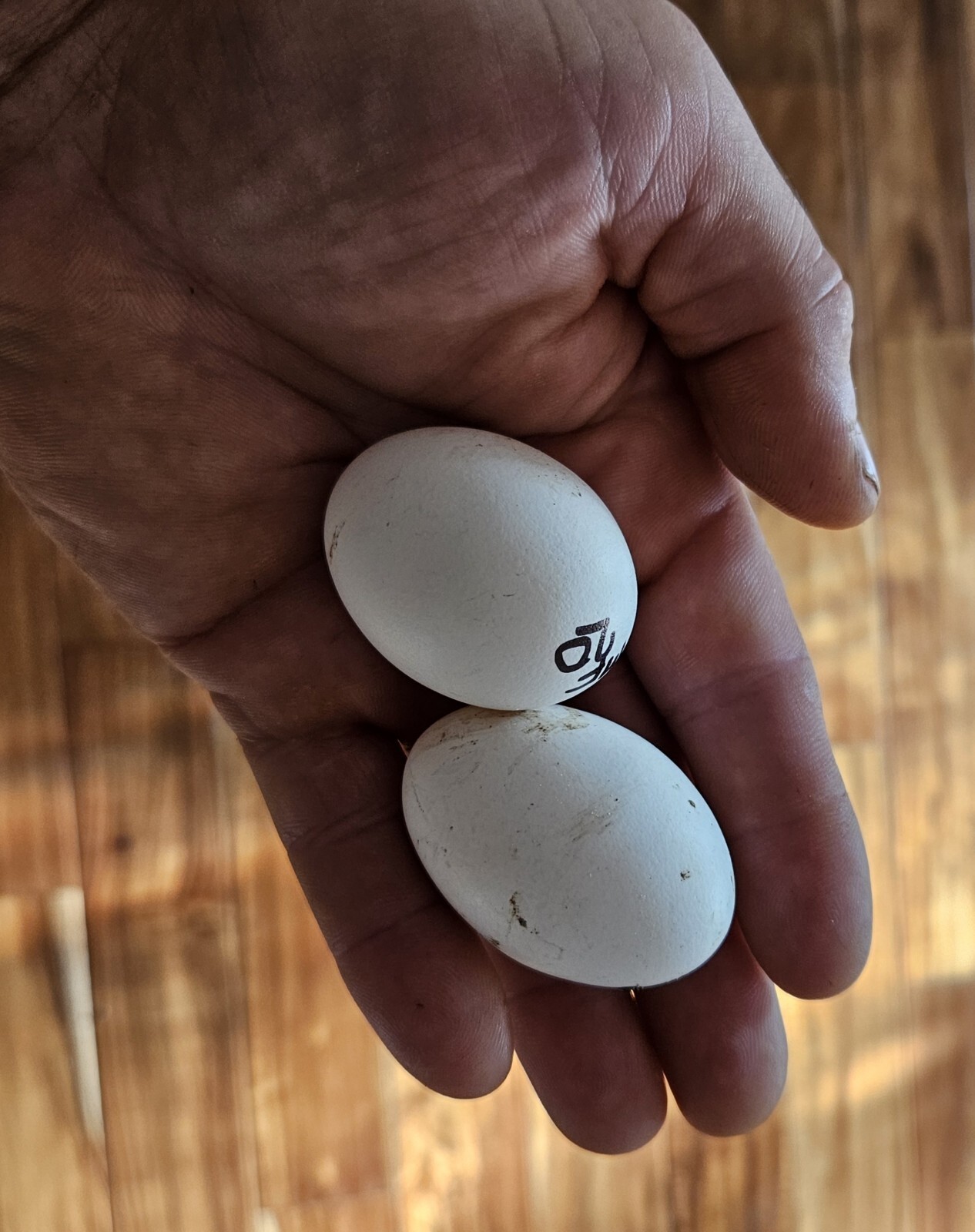 4 Mille Fleur D'Uccle Bantam Hatching Eggs
