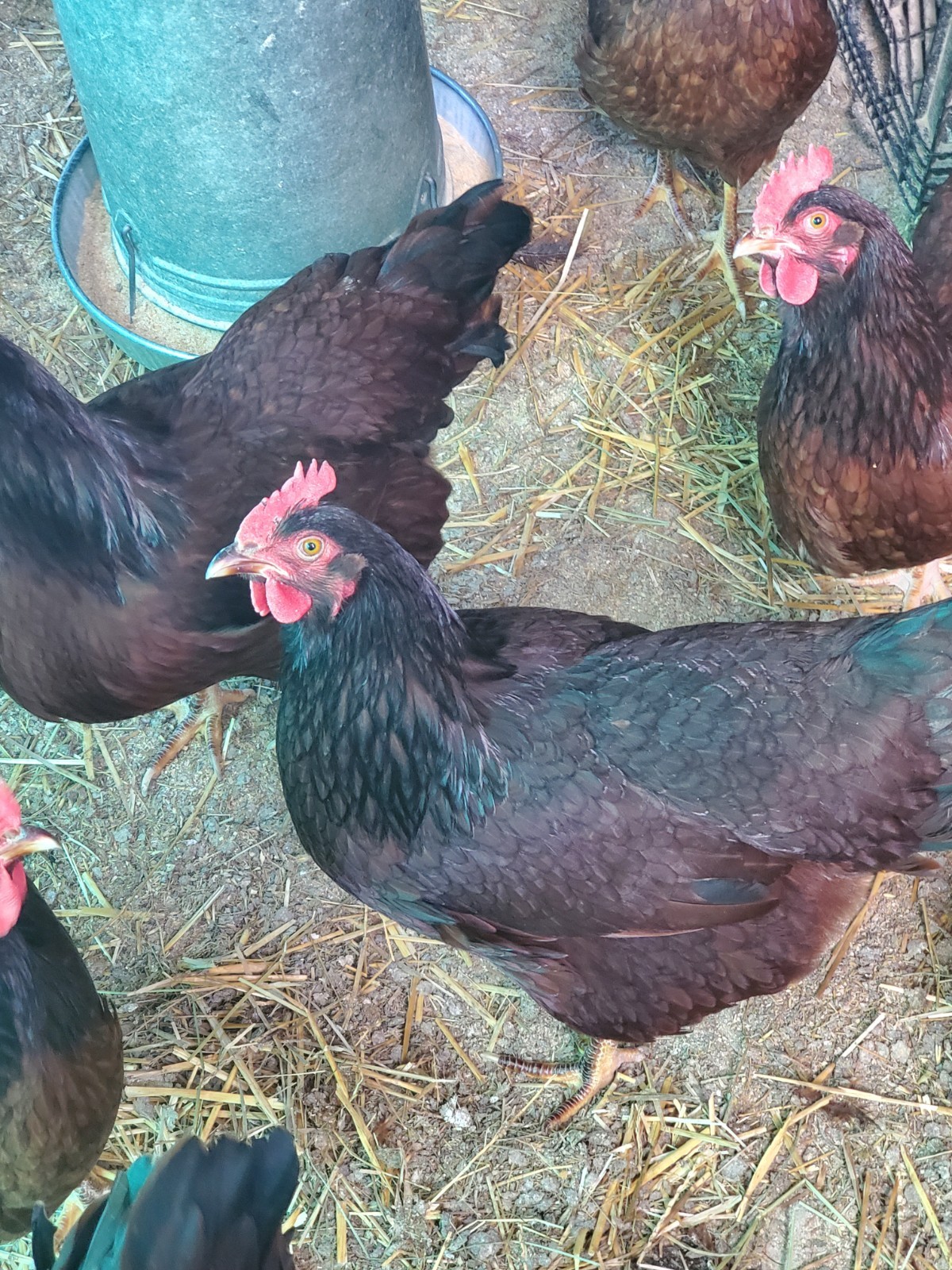 18 Exhibition Rhode Island Red Hatching Eggs