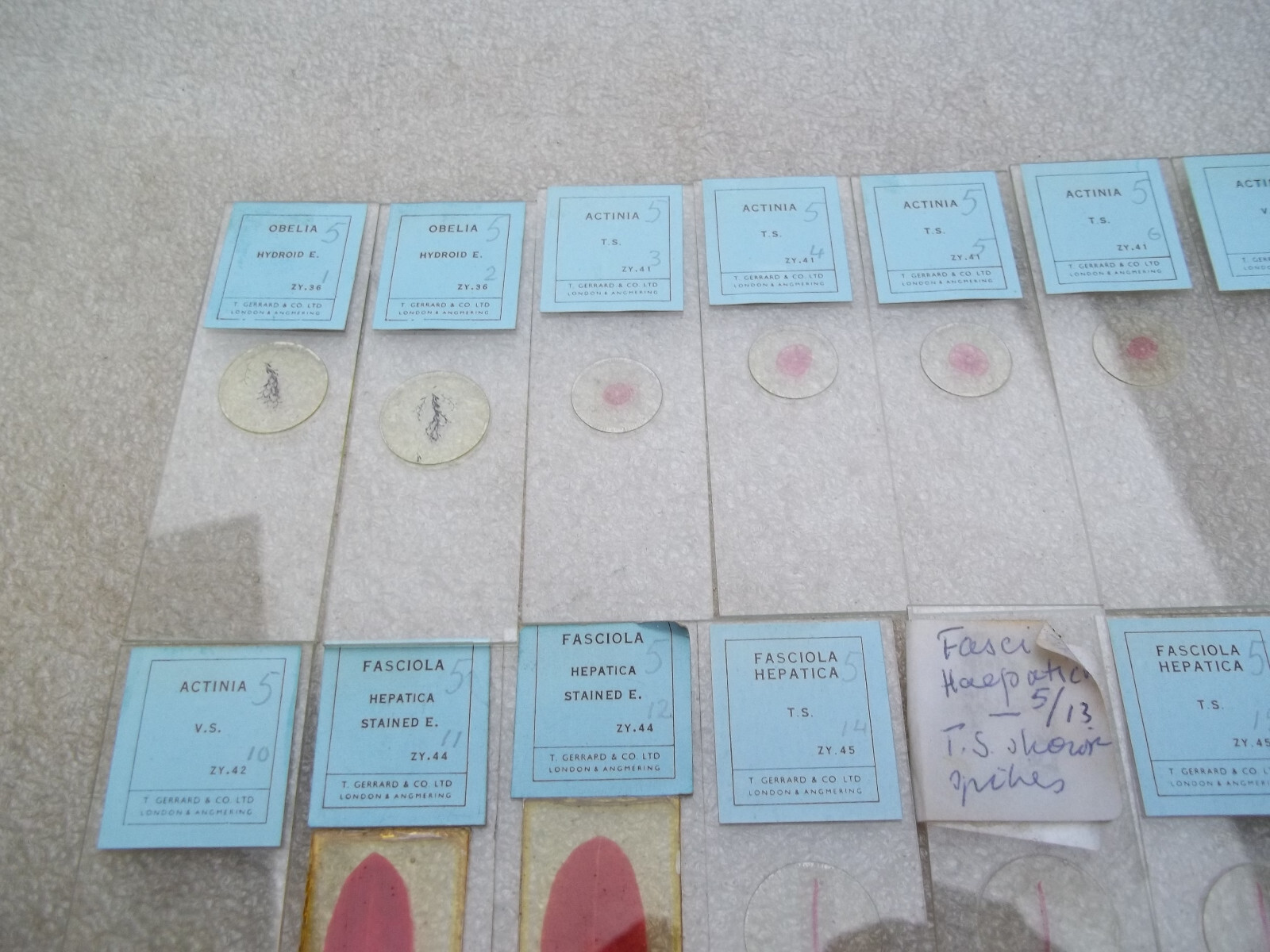 Vintage Glass Microscope Slides -