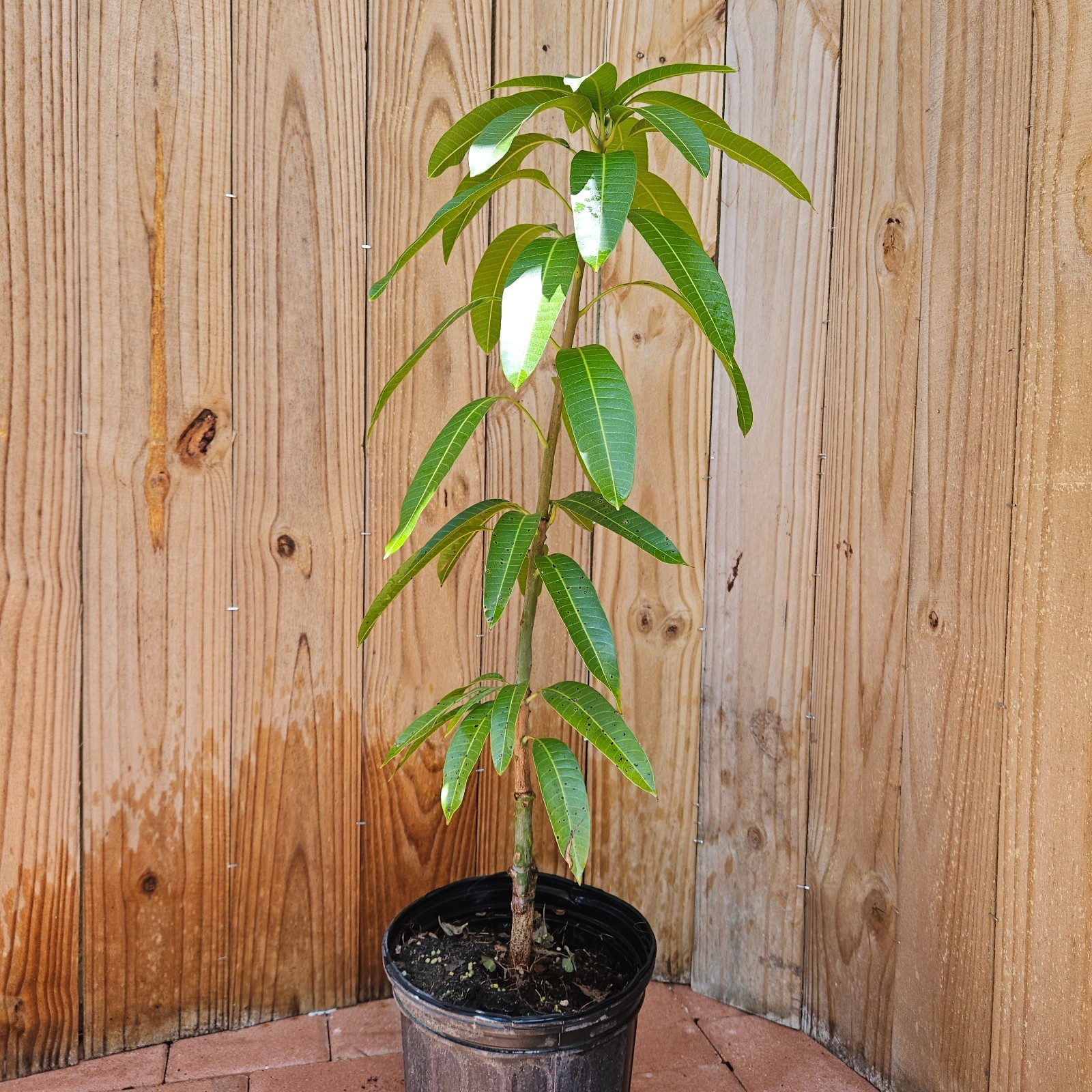 LIVE PLANT 2ft Mango Orane Sherbet RARE Mangifera Indica