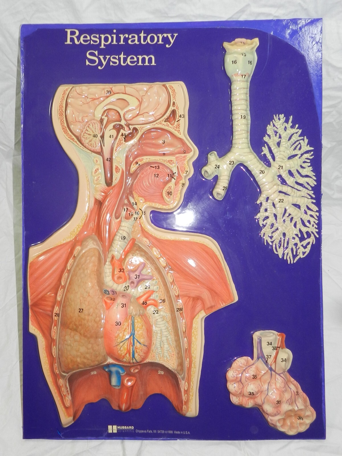 Hubbard Scientific 3 Dimensional Chart of the Respiratory Ststem