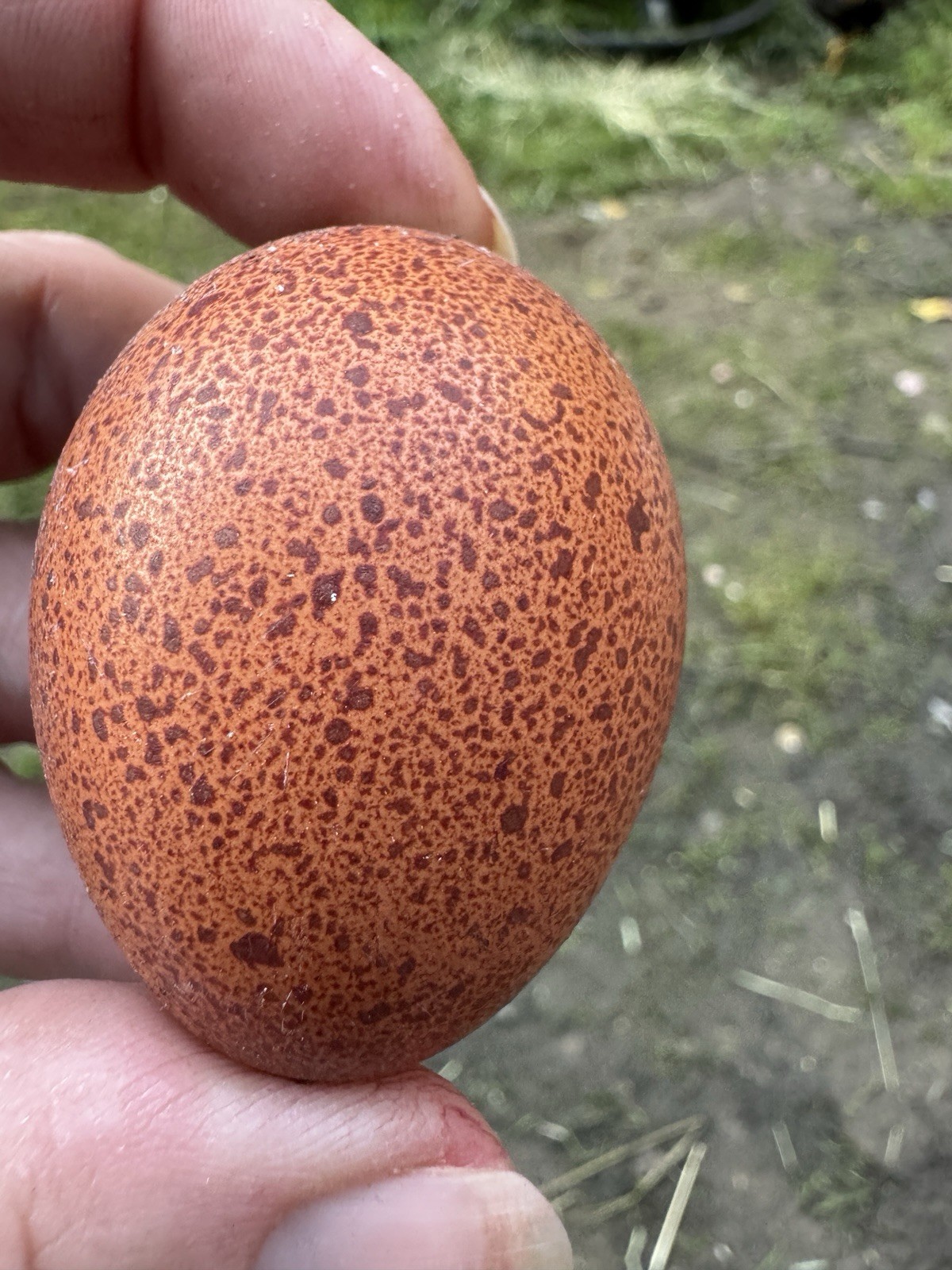 Welsummer Hatching Eggs 6+ Speckled Eggs, Purebred