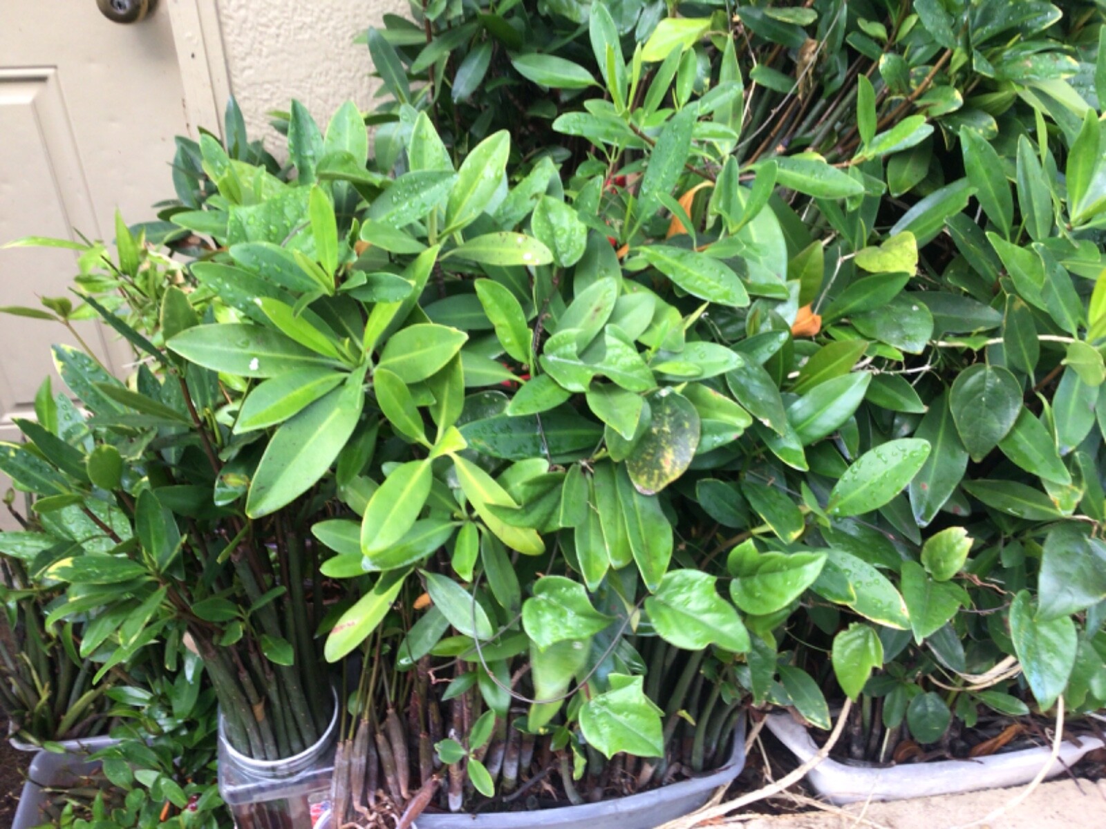 *50 red mangroves*AQUARIUM FISH Plants 7-12 inches each*4-6 leaves*FREE SHIPPING