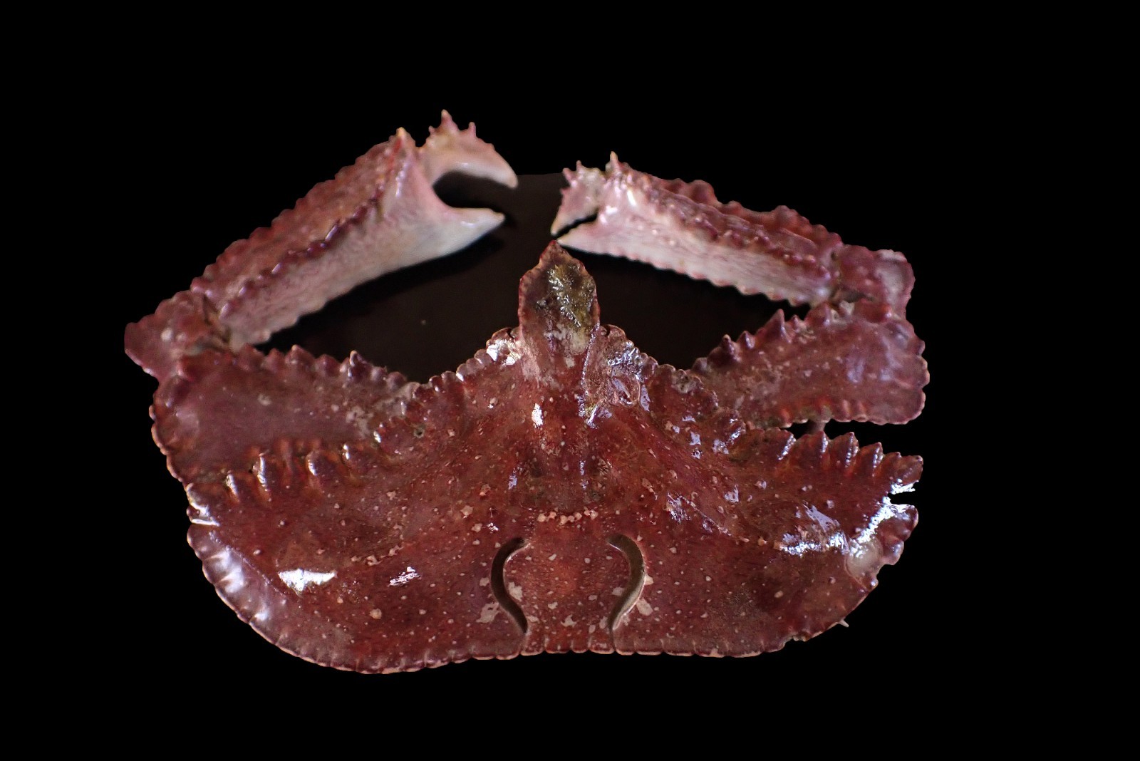 Crabtaxidermy -  Cryptopodia fornicata "Domed elbow crab" Dark Red Carapace!