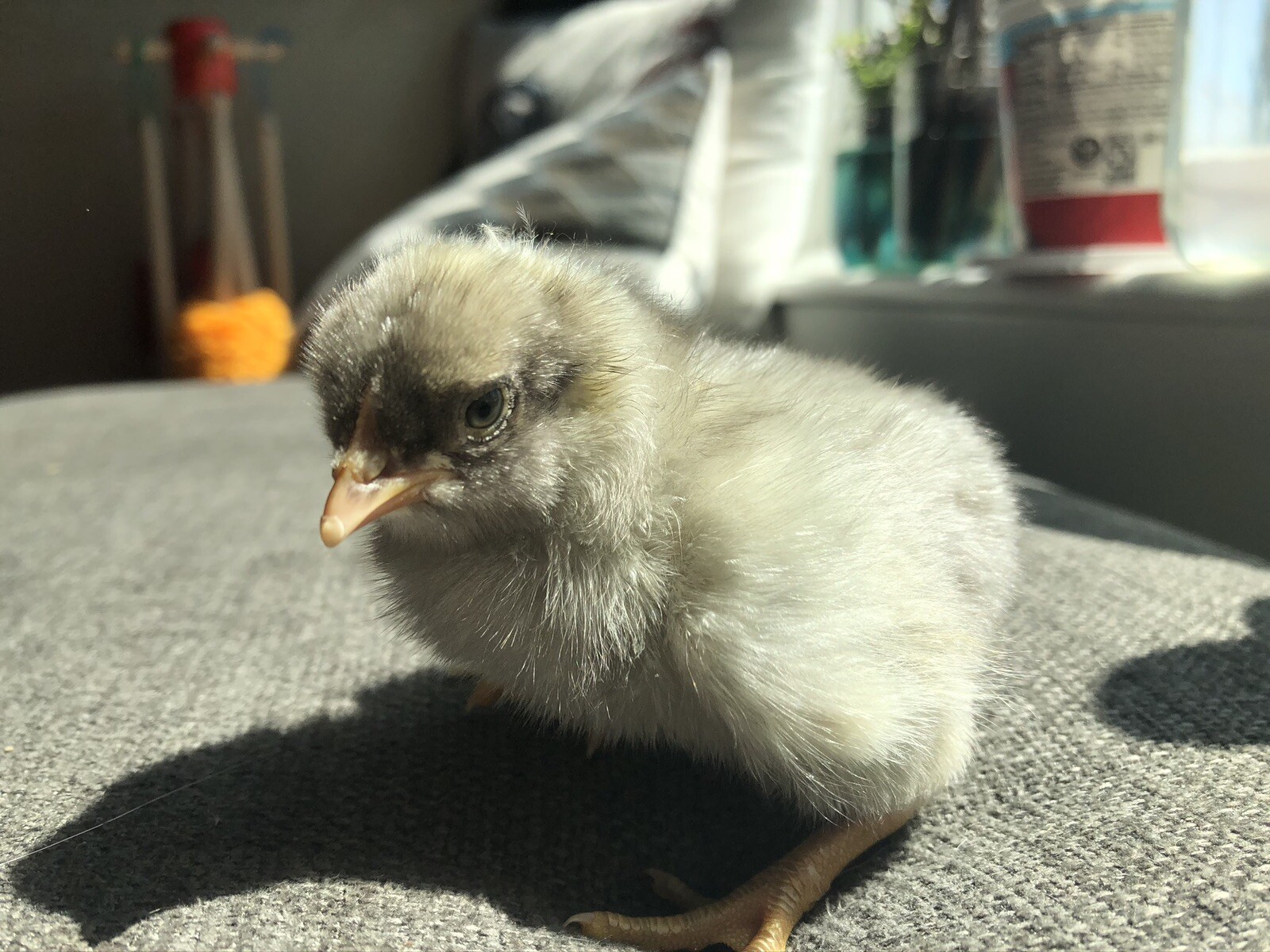Hatching Eggs OLIVE 6+ extras EE Marans Olive / Mint / Sage / Green Rainbow