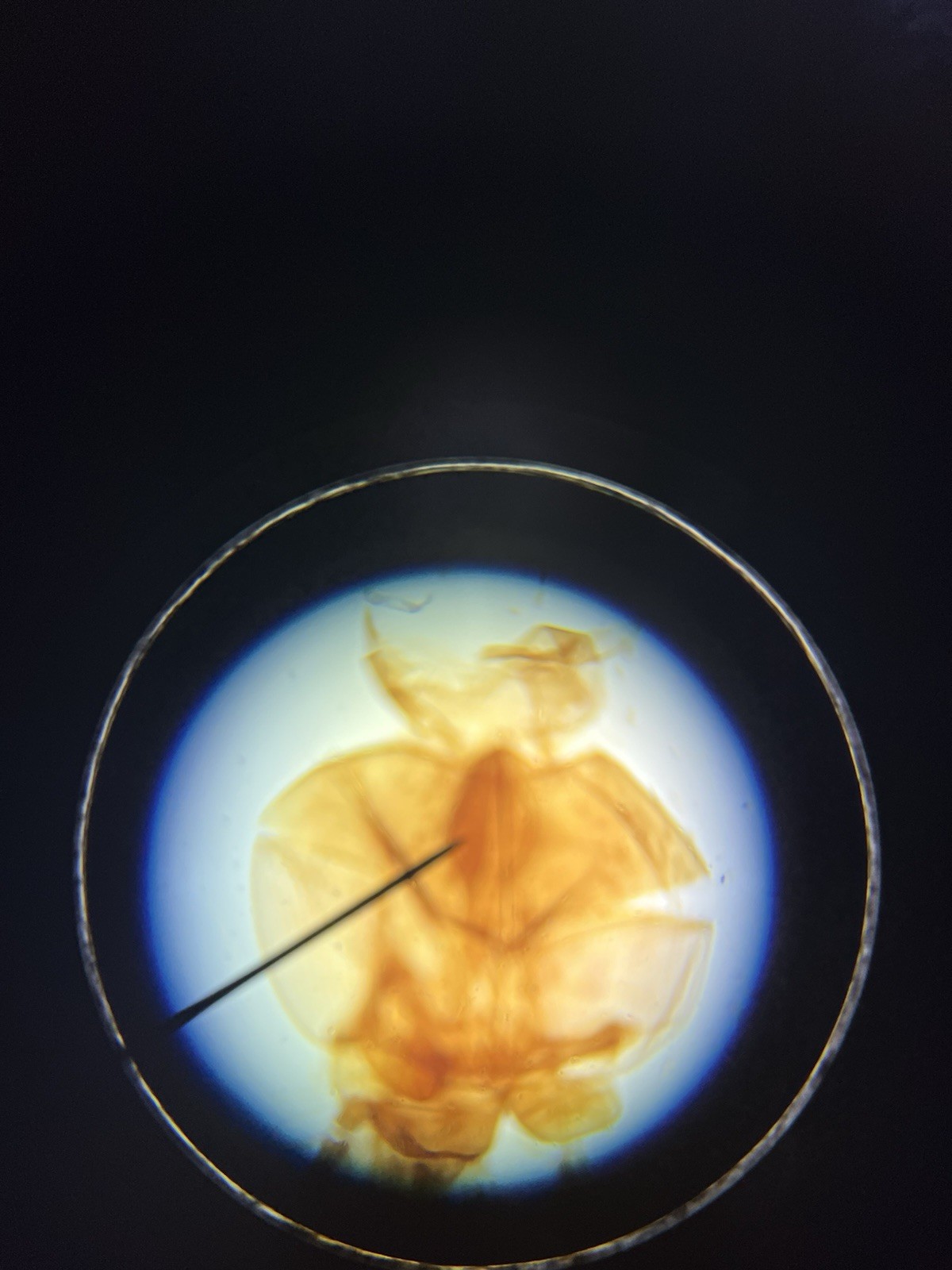 LW Scientific Explorer II Student Microscope with Specimen Slides