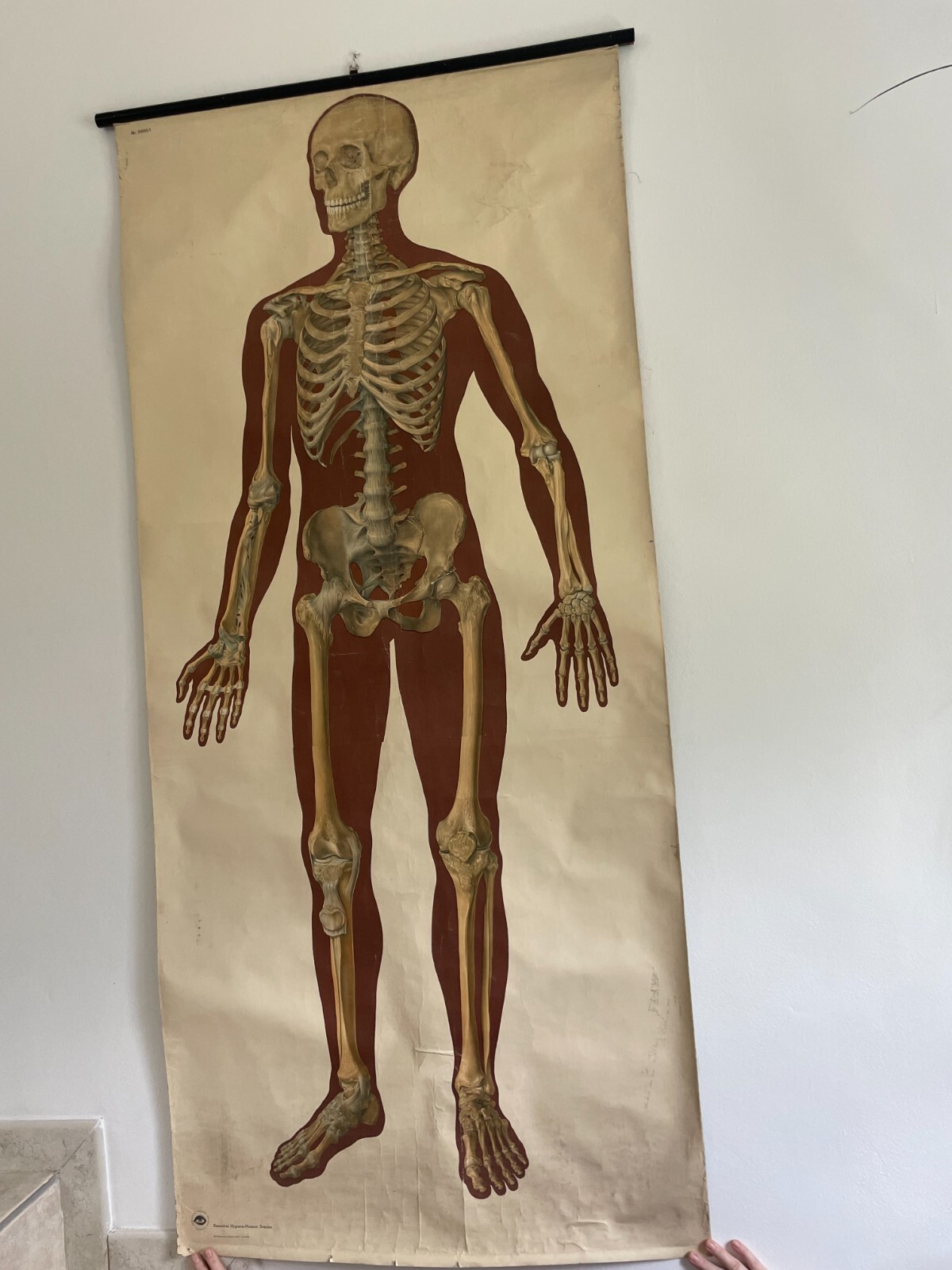 Original vintage medical pull down school chart of Life-size skeleton