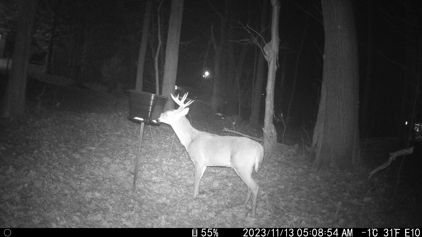 Deer feeder