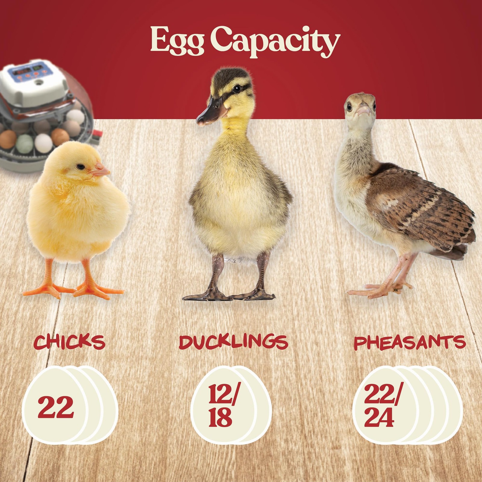 Nurture Right Egg Incubator for Hatching Chicks, Holds 12-22 Eggs, Automatic Tur