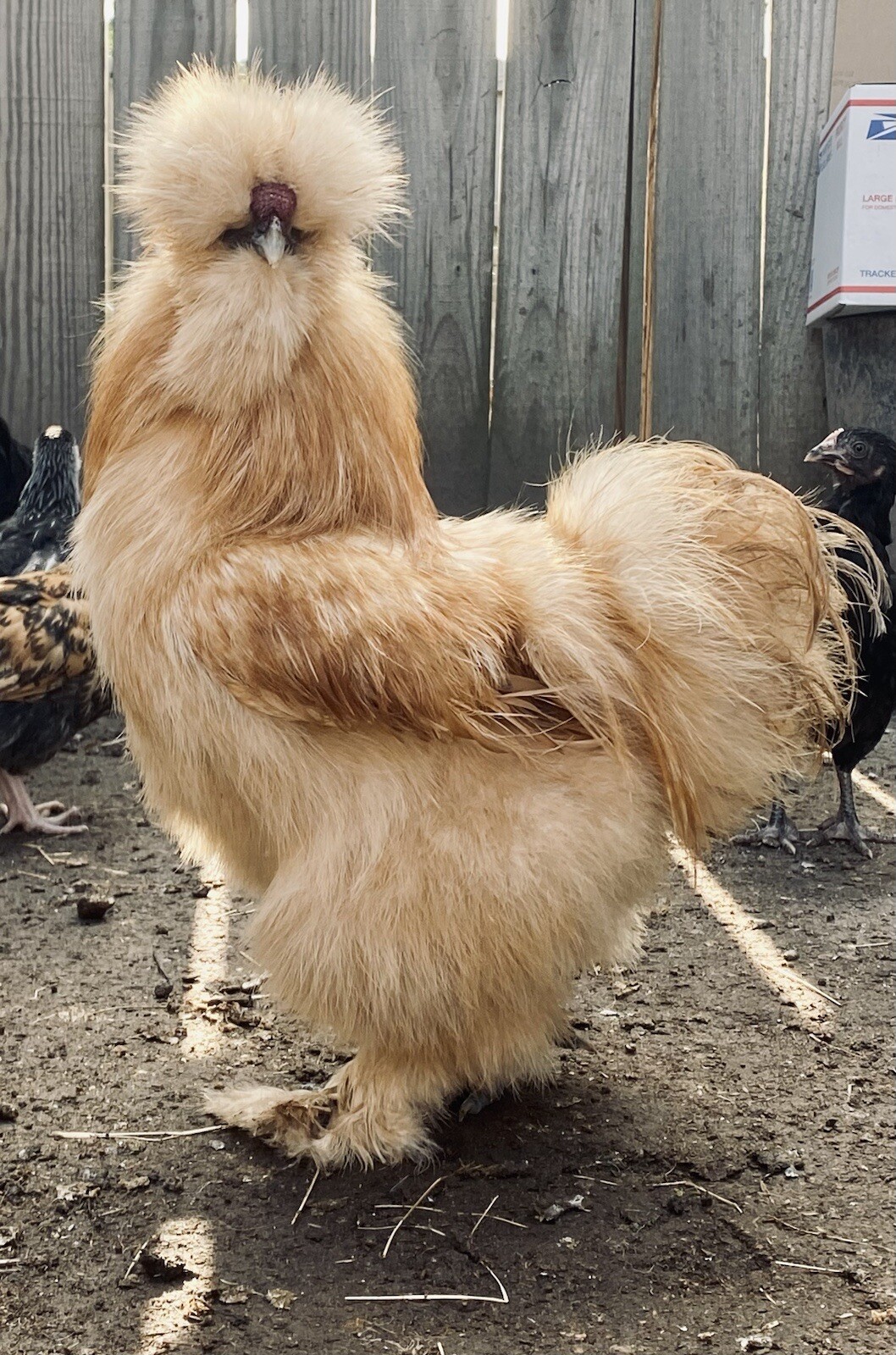 SHOW QUALITY 10 Silkie Chicken Hatching Eggs