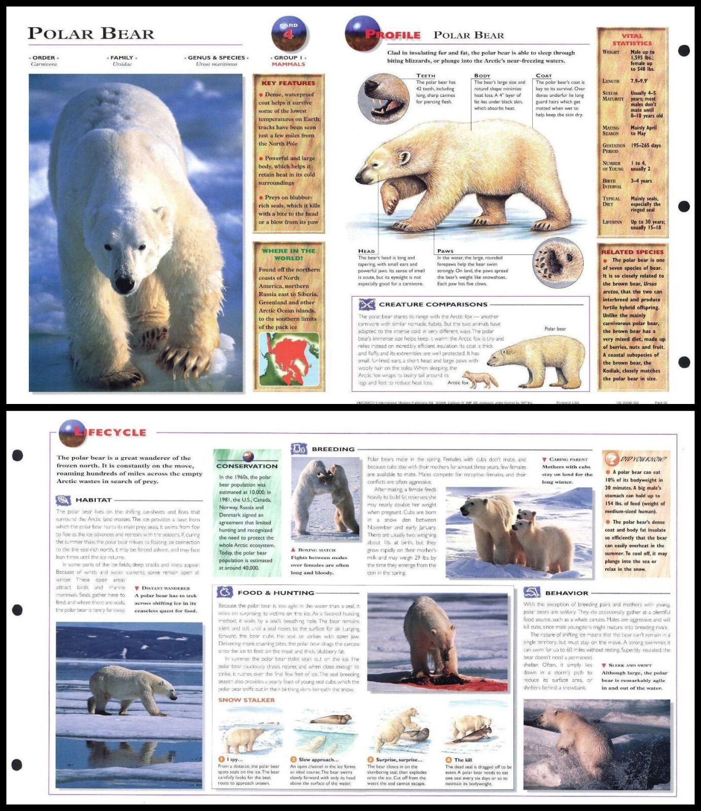 Fold-Out Sheet - Polar Bear - 4